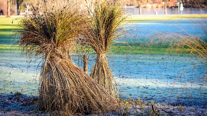 Pampas grass prepared for winter in Munich Westpark