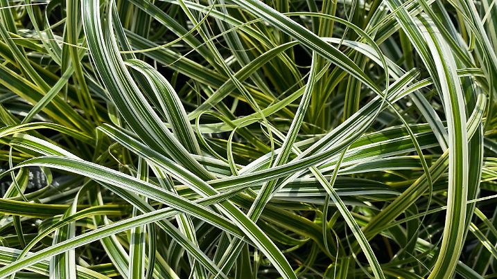 Top view closeup of isolated green white japanese sedge (carex morrowii foliosissima) - (selective focus scatterd over picture)