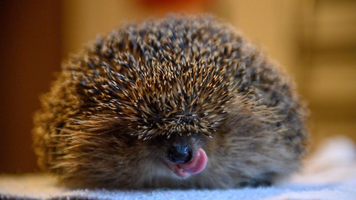 dpatopbilder - 12.01.2023, Sachsen-Anhalt, Güsten: Ein etwa ein Kilo schwerer Igel hockt in der Igelstation Güsten auf einem Tisch und leckt sich die Schnauze. Eigentlich sollte das Wildtier derzeit Winterschlaf halten und seine Fettreserven abbauen. Wegen der milden Temperaturen erwachen viele Igel in diesem Jahr vorzeitig. Normalerweise gehen die Tiere Anfang Dezember in den Ruhemodus und schlafen dann bis April durch. Foto: Klaus-Dietmar Gabbert/dpa +++ dpa-Bildfunk +++