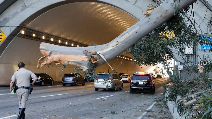 21.02.2023, USA, San Francisco: Ein Polizist der Highway Patrol trifft auf der Bay Bridge ein, nachdem ein Baum durch starke Winde umgeknickt und auf die Straße gefallen ist. Weite Teile der USA bereiten sich auf einen schweren Wintersturm vor. In Kalifornien machte sich die Kaltfront bereits mit stark fallenden Temperaturen und stürmischen Winden bemerkbar. Am Dienstag warfen die heftigen Böen einen großen Baum vor einem Tunnel auf der Bay Bridge um, welche die Städte San Francisco und Oakland verbindet. Foto: Lea Suzuki/San Francisco Chronicle/AP/dpa +++ dpa-Bildfunk +++