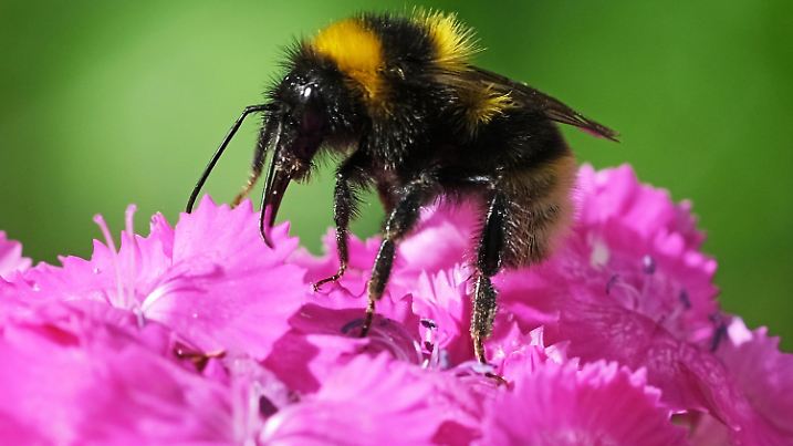 ARCHIV - 28.05.2022, Hessen, Frankfurt/Main: Eine Hummel sitzt in einem Garten auf einer Bartnelke. Wegen der Erderhitzung und der Zerstörung ihrer Lebensräume ist die Existenz der Hummel nach WWF-Angaben mehrfach bedroht. (zu dpa "Tag des Artenschutzes: «Einmal verloren, ist immer verloren»") Foto: Oliver Berg/dpa +++ dpa-Bildfunk +++