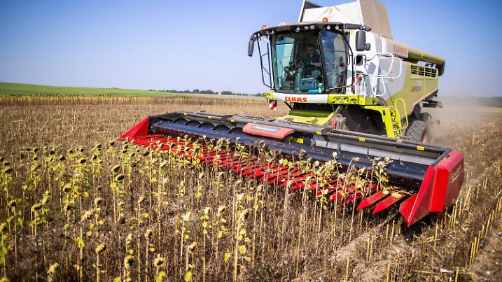 ARCHIV - 22.09.2020, Mecklenburg-Vorpommern, Linstow: Mähdrescher ernten auf einem Feld Sonnenblumen für die ökolgische Futtermittelproduktion. Angesichts des zunehmenden Artensterbens und dem damit einhergehenden Verlust der biologischen Vielfalt hat die Umweltschutzorganisation BUND den verstärkten Ausbau des Ökolandbaus gefordert. (Zu: dpa «Umweltorganisation BUND fordert mehr Ökolandbau für mehr Artenschutz») Foto: Jens Büttner/dpa-Zentralbild/dpa +++ dpa-Bildfunk +++
