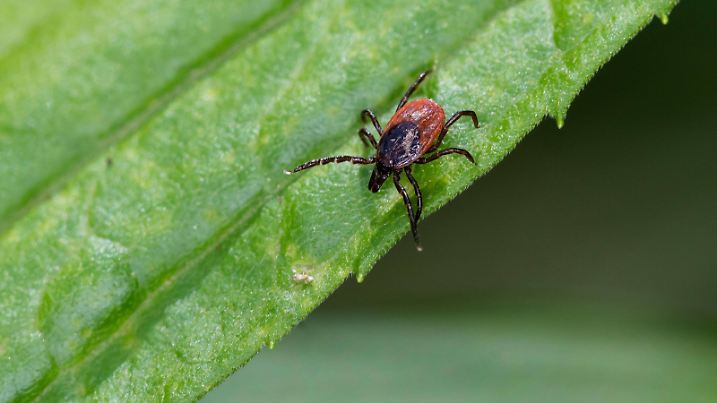  Zecke, Gemeiner Holzbock Ixodes ricinus, lauert in der Vegetation, Aufsicht, Deutschland European castor bean tick, European sheep tick Ixodes ricinus, lurking in the vegetation, view from above, Germany BLWS626564 *** Tick, Common Wood tick Ixodes ricinus , lurking in the vegetation, Oversight, Germany European castor bean tick, European sheep tick Ixodes ricinus , lurking in the vegetation, view from above, Germany BLWS626564 Copyright: xblickwinkel/F.xHeckerx