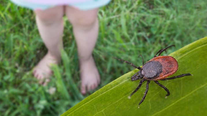 Closeup of toddler small legs playing on summer green meadow with lurking dangerous parasite. Encephalitis or Lyme disease attention