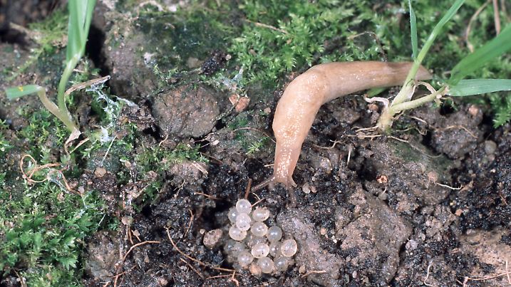 DEU, 2005: Einfarbige Ackerschnecke, Graue Ackerschnecke (Deroceras agreste, Agriolimax agreste) an ihrem Gelege. [en] Field Slug, Grey Field Slug, Grey Slug (Deroceras agreste, Agriolimax agreste) with eggs. | DEU, 2005: Field Slug, Grey Field Slug, Grey Slug (Deroceras agreste, Agriolimax agreste) with eggs.