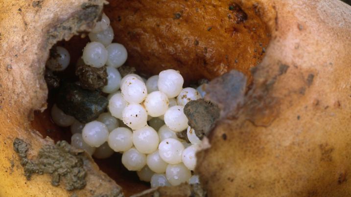 Schneckeneier in einer von Nacktschnecken ausgehöhlten Kartoffel, auf ökologischem Kleinbetrieb, Powys, Wales, Großbritannien, Europa