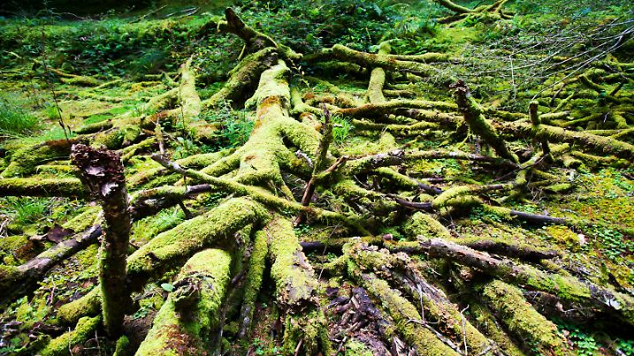 An old moss covered tree decaying on the forest floor in ancient woodland near Dulverton, Devon, UK.