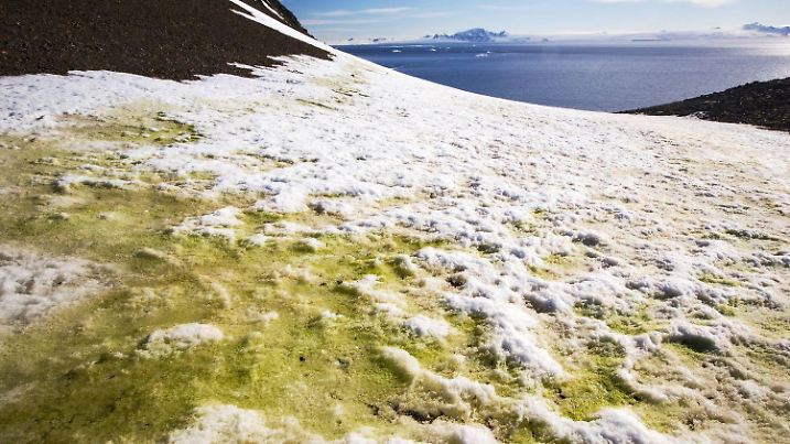 Algae in melting snow on Joinville Island just off the Antarctic Peninsula which is one the the fastest warming places on the planet., Joinville Island Antarctica PUBLICATIONxINxGERxSUIxAUTxONLY Copyright: AshleyxCooper COAS000207