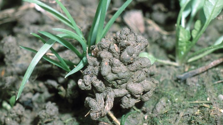 DEU, 2003: Regenwurm (Lumbricus terrestris), Kot . [en] Earth worm (Lumbricus terrestris ), excrements. | DEU, 2003: Earth worm (Lumbricus terrestris ), excrements.