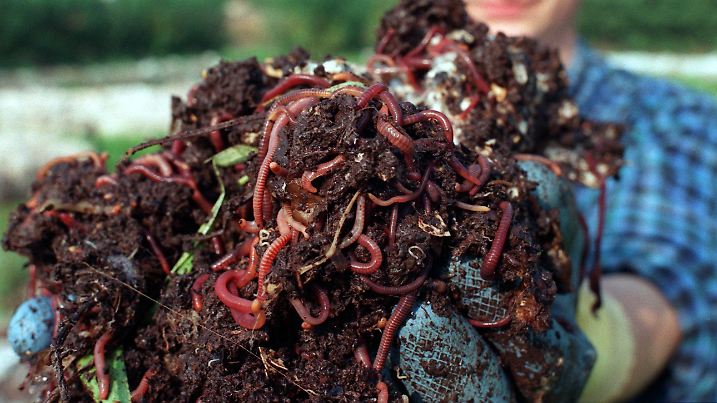Eine Handvoll Regenwürmer zeigt der Humusproduzent Christoph Tacke am 28.6.1996 in Borken. Tacke betreibt nach eigenen Angaben die größte Regenwurmfarm der Welt. Auf rund 30000 Quadratmetern produzieren schätzungsweise 500 Millionen Würmer aus Küchenresten und anderem Biomüll wertvollen Humus, der an Kunden in ganz Deutschland verkauft wird. Aber auch die Würmer finden ihre Abnehmer und werden literweise an Gartencenter und Pferdehändler verkauft.