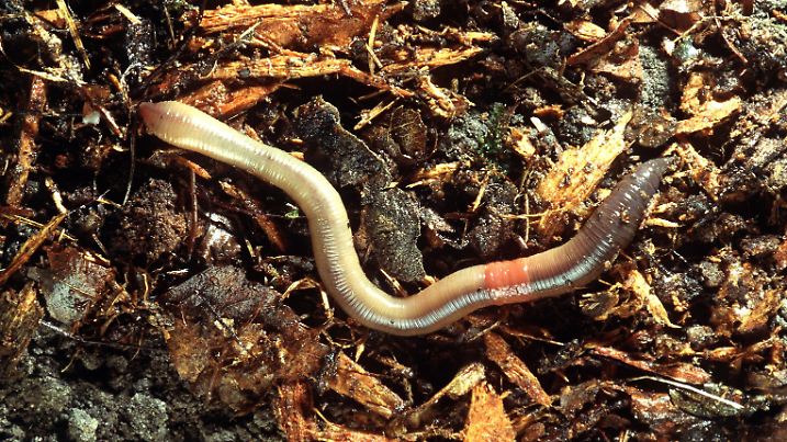 Ein Gemeiner Regenwurm kriecht über den Boden.