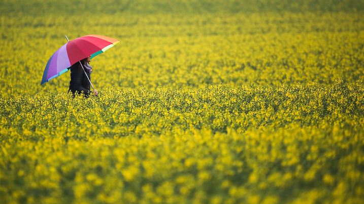 02.05.2021, Baden-Württemberg, Langenenslingen: Eine Frau mit Regenschirm geht im Regen zwischen zwei blühenden Rapsfeldern hindurch. Foto: Thomas Warnack/dpa +++ dpa-Bildfunk +++