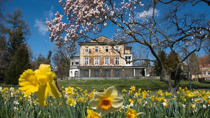 News Bilder des Tages Konstanz, Frühling mit Narzissen und blühender Magnolie an der Seestrasse, Villa Prym *** Constance, spring with daffodils and blooming magnolia on the sea road, Villa Prym