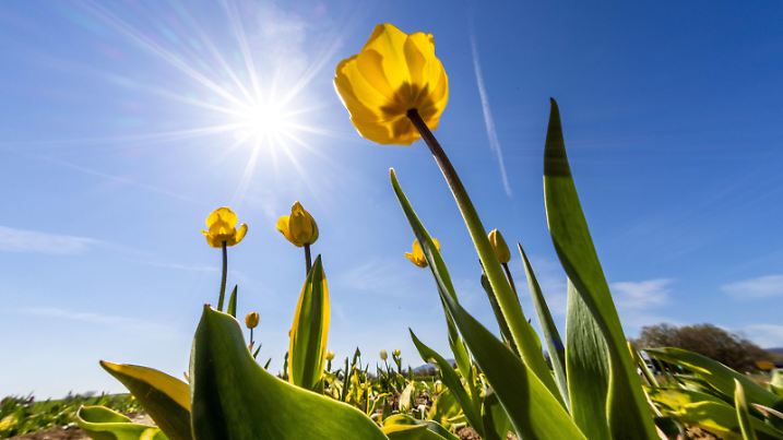 Sonniges Frühlingswetter in Hessen 23.04.2021, Oberursel Hessen: Die Sonne scheint über blühenden Tulpen auf einer Wiese am Stadtrand. Für das kommende Wochenende wird zumeist sonniges und mildes Frühlingswetter vorhergesagt., Oberursel Deutschland *** Sunny spring weather in Hesse 23 04 2021, Oberursel Hesse The sun shines over blooming tulips on a meadow on the outskirts of town Mostly sunny and mild spring weather is forecast for the coming weekend , Oberursel Germany