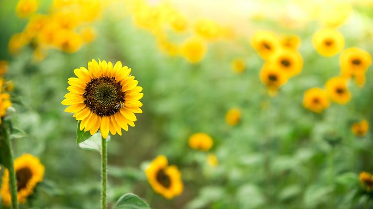Beautiful yellow sunflowers on an agriculture field, summer time