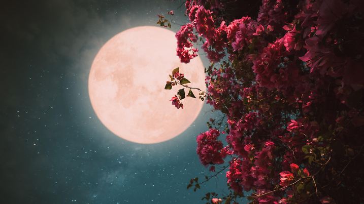 Romantic night scene - Beautiful pink flower blossom in night skies with full moon. - Retro style artwork with vintage color tone.