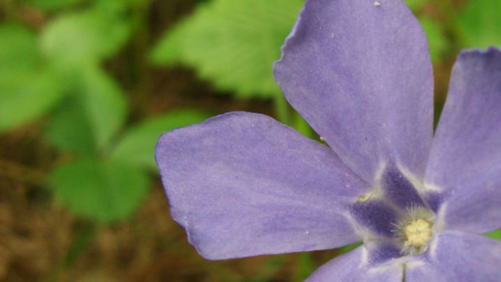 Kleines Immergruen (Vinca minor), Bluete, Deutschland | common periwinkle, lesser periwinkle, small-leaved periwinkle (Vinca minor), flower, Germany