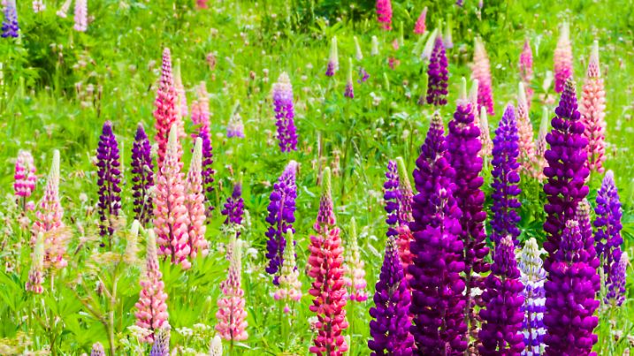 Vielblaettrige Lupinen (Lupinus polyphyllus), West Essex, England, Grossbritannien