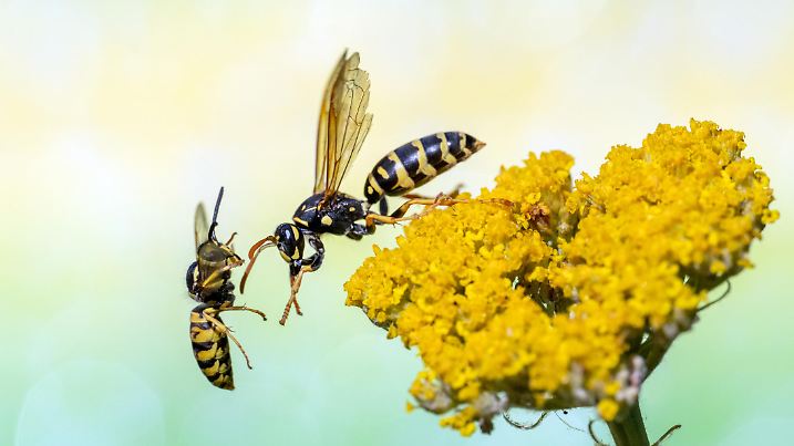 Wasps on yarrow,Eifel,Germany.
Please see many more similar pictures of my Portfolio.
Thank you!