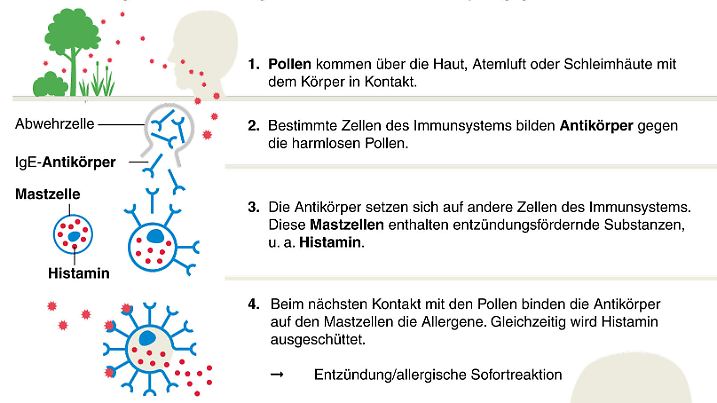 Frühjahr und Sommer sind beliebt dafür. Dann heißt es: Augen tränen, es wird geniest und der Kopf schmerzt. Allergiker kennen diese Symptome nur zu gut. Denn in diesen Jahreszeiten tritt Heuschnupfen (Fachausdruck: Pollinosis vom lateinischen pollen = feines Mehl) besonders häufig auf. Denn dann ist Hauptblühperiode und die Pflanzen verbreiten ihre Pollen, also das männliche Erbgut im Blütenstaub. (Den vollständigen Text finden Sie nach dem Download der Hires-Vektor-Datei bzw. der Hires-Datei im PDF-Dokument.) Grafik: Athanassios Zafirlis, Andreas Brühl, Redaktion: Ira Kugel, Datenerhebung: einmalig