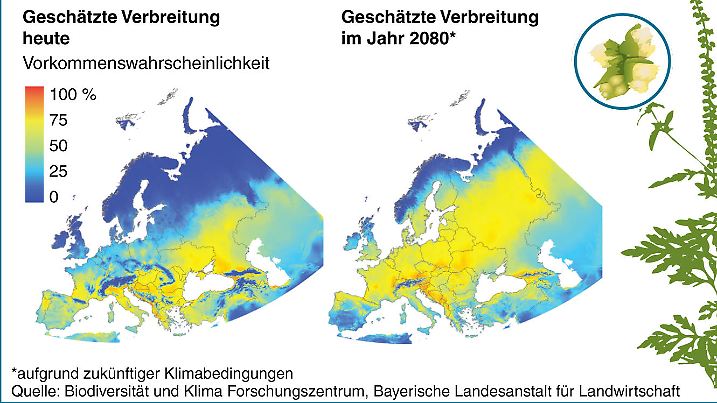 (Avhtung: Diese Grafik ist nur in Farbe erhätlich!) Mit Vogelfutter und Saatgut ist eine Pflanze nach Nordeuropa gelangt, gegen die viele Menschen allergisch sind. Die Klimaerwärmung begünstigt ihre Ansiedlung. Jetzt haben Forscher vorausberechnet, wo künftig die Beifuß-Ambrosie Allergiker quälen wird; Querformat 135 x 90 mm, Redaktion: B. Jütte; Grafik: D. Dytert, Bökelmann