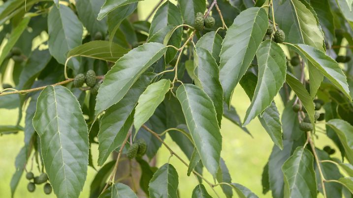 Purpur-Erle, Purpurerle, Spaeths Erle, Grossblaettrige Erle (Alnus spaethii, Alnus x spaethii), Zweig mit Fruechten | Spaeth's Alder (Alnus spaethii, Alnus x spaethii), branch with fruits, Germany, Baden-Wuerttemberg