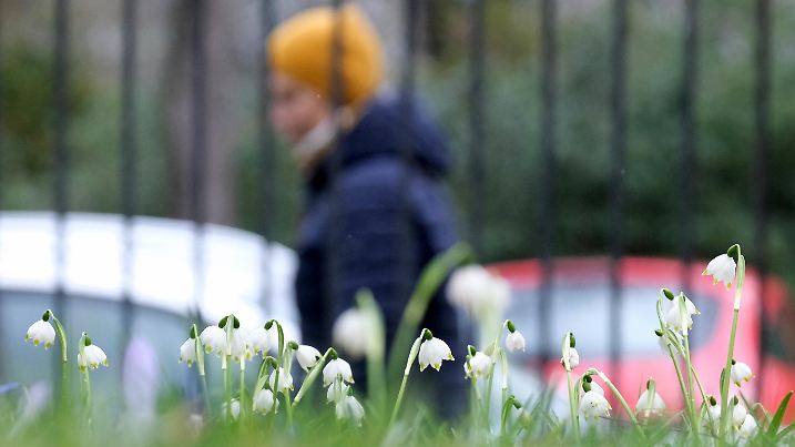 Märzenbecher blühen auf einer Grünanlage. Am Wochenende (11./12.03.2023) bleibt es in Mitteldeutschland winterlich kalt. Erst zu Wochenbeginn sagen die Meteorologen mildere Temperaturen, doch weiterhin Regen voraus.