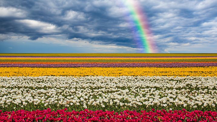 Tulip Fields and Rainbow