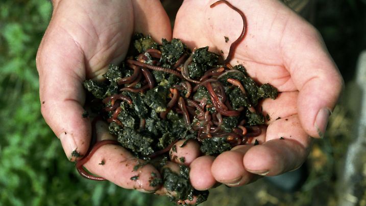 Fünf Millionen "Mitarbeiter" helfen Gärtner Klaus Lüdecke in Schermen (Kreis Burg bei Magdeburg) bei der Umwandlung organischer Abfälle in nährstoffreiche Komposterde. Die genügsamen Arbeitskräfte sind Humuswürmer (Eisenia foetide), die sich unter optimalen Bedingungen bis zu 1000fach vermehren und sich dabei durch Küchenreste und andere Bioabfälle hindurchfressen. Durch ihren Stoffwechsel produzieren eine Million der auch als Mist- oder Kompostwurm bekannten Tierchen täglich 100 Liter Humus. Foto: Jan Bauer  +++(c) dpa - Report+++