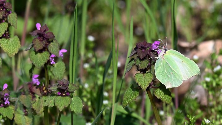 19.04.2023, Brandenburg, Rheinsberg: Ein Schmetterling sitzt an einer Blüte und trinkt Nektar. Foto: Michael Bahlo/dpa +++ dpa-Bildfunk +++