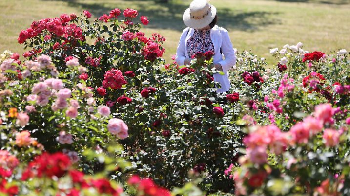 ARCHIV - 23.06.2022, Sachsen-Anhalt, Sangerhausen: Besucher betrachten blühende Rosen im Europa-Rosarium in Sangerhausen. Saisonstart ist am 1. Mai. Auf rund 13 Hektar gibt es in der nach eigenen Angaben weltweit größten Rosensammlung rund 80 000 Pflanzen in 8700 Rosenarten und Sorten zu sehen. (zu dpa: «120 Jahre Rosarium Sangerhausen - Saisoneröffnung steht an») Foto: Matthias Bein/dpa +++ dpa-Bildfunk +++