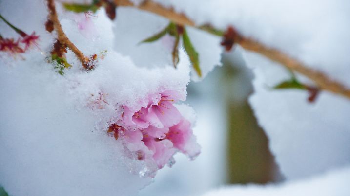 Japanese Cherry in  snow in april photographed in Germany