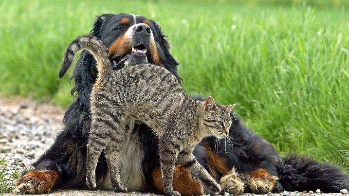 Der dreijährige Bernersennhund Bobby und die junge Katze Heizi spielen am Dienstag (03.05.2004) auf einem Feldweg bei Roßbrunn/Unterfranken zusammen. Von klein auf ist das ungleiche Paar unzertrennlich und auch der Spaziergang über die Felder wird gemeinsam genossen. Foto: Karl-Josef Hildenbrand dpa/lby +++(c) dpa - Report+++