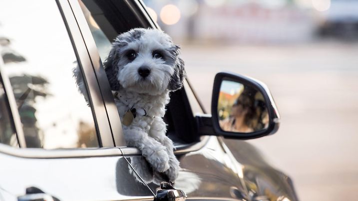 16.10.2018, Bayern, München: Ein Hund schaut an einer Ampel aus dem geöffnetem Beifahrerfenster eines PKWs. Foto: Peter Kneffel/dpa +++ dpa-Bildfunk +++