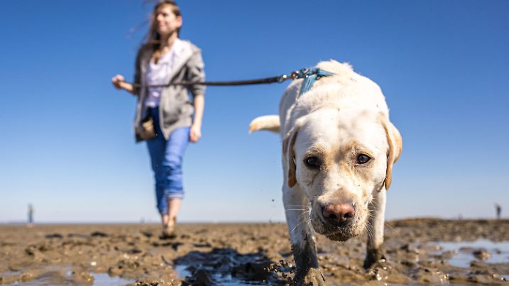 18.04.2022, Niedersachsen, Dangast: Jennifer ist mit ihrer Labrador-Hündin Leyla bei schönem Wetter barfuß am Strand von Dangast im Watt unterwegs. Foto: Mohssen Assanimoghaddam/dpa +++ dpa-Bildfunk +++