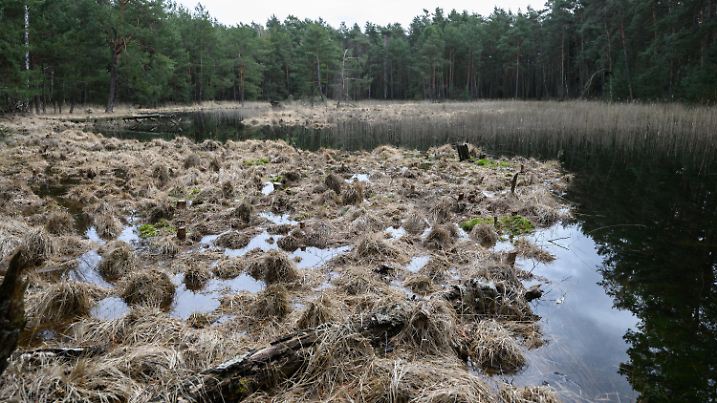 05.04.2023, Sachsen, Wartha: Blick ins Gelände bei einem Pressetermin zur Vorstellung der Moorrenaturierung in der Naturerbefläche Daubaner Wald. Die Vernässungsprojekte wurden im Auftrag der Deutschen Bundesstiftung Umwelt (DBU) durchgeführt und maßgeblich durch das Umweltministerium in Sachsen aus dem Programm »Nachhaltig aus der Krise« der Mehrwert-Initiative gefördert. Foto: Robert Michael/dpa +++ dpa-Bildfunk +++