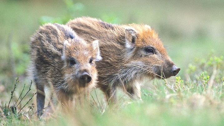 Die jungen Wildschweine haben nur während der ersten Lebensmonate ihr typisches Streifenfell. In den Laub- und Mischwäldern des Weserberglandes fühlen die Frischlinge sich pudelwohl. 