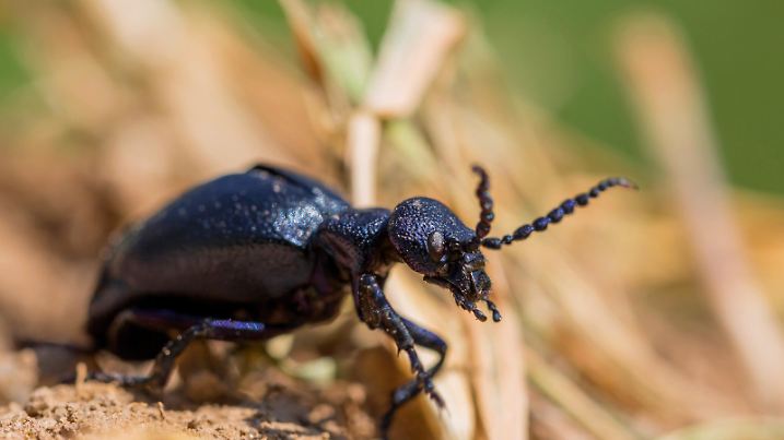 Schwarzblauer Oelkaefer, Schwarzer Maiwurm (Meloe proscarabaeus), Weibchen krabbelt am Boden, Deutschland, Bayern, Niederbayern | Oil beetle, Black oil beetle (Meloe proscarabaeus), female crawls on the ground, Germany, Bavaria, Niederbayern, Lower Bavaria