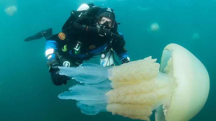 Diver with giant barrel jellyfish off the South Coast, Devon, England, United Kingdom, Europe PUBLICATIONxINxGERxSUIxAUTxONLY Copyright: DanxBurton Editorial Use Only 934-760

Diver With Giant Barrel Jellyfish off The South Coast Devon England United Kingdom Europe PUBLICATIONxINxGERxSUIxAUTxONLY Copyright DanxBurton Editorial Use Only 934 760  