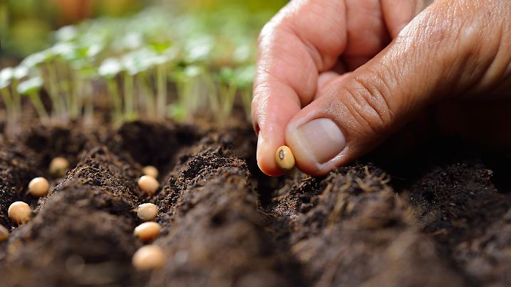 Farmer's hand planting seeds in soil