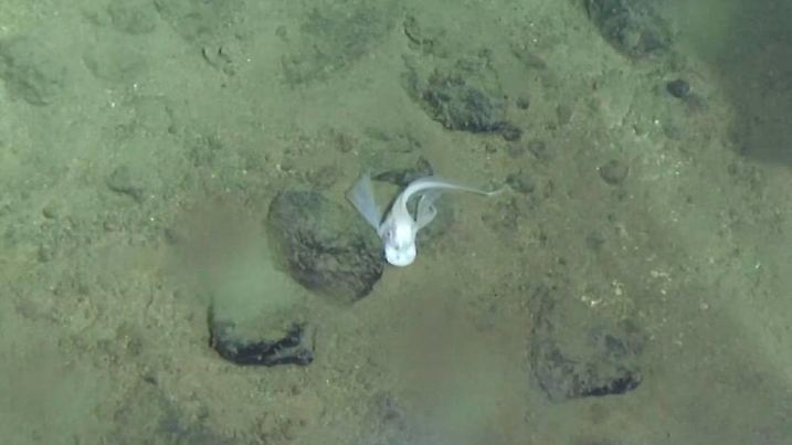 (170530) -- ON BOARD SHIP XIANGYANGHONG 09, May 30, 2017 -- Photo taken on May 30, 2017 by China s manned submersible Jiaolong shows a fish in the Mariana Trench. Jiaolong dived to 6,699 meters during Tuesday s mission in the Mariana Trench. COMRA)(mcg) CHINA-SCIENCE-SUBMERSIBLE JIAOLONG-DIVE (CN) LiuxShiping PUBLICATIONxNOTxINxCHN

ON Board Ship Xiangyanghong 09 May 30 2017 Photo Taken ON May 30 2017 by China S Manned submersible Jiaolong Shows a Fish in The Mariana Trench Jiaolong dived to 6 699 METERS during Tuesday S Mission in The Mariana Trench  McG China Science submersible Jiaolong Dive CN  PUBLICATIONxNOTxINxCHN  