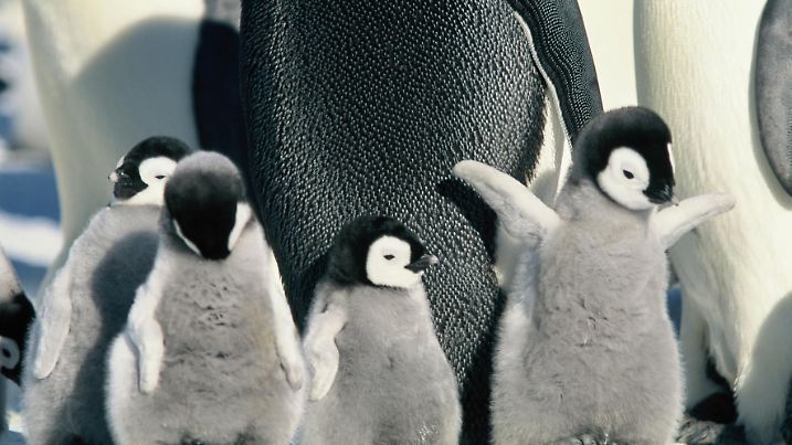 Die Reise der Pinguine
OT: La march de l'empereur"
BU: Kaiserpinguine bei ihrer jährlichen Reise zu ihren angestammten Brutplätzen.
Regisseur: Luc Jacquet
Jahr: 2005
Land: Frankreich