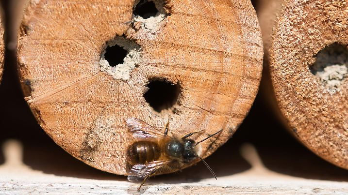 Bee hotel with wood drilled with holes, hollow bamboo stalks and wild solitary mason bee texture macro, saving bees and attracting pollinators concept