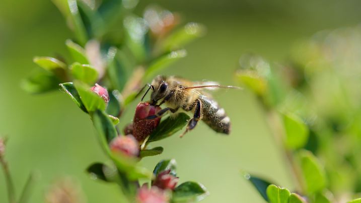 wild bee close up