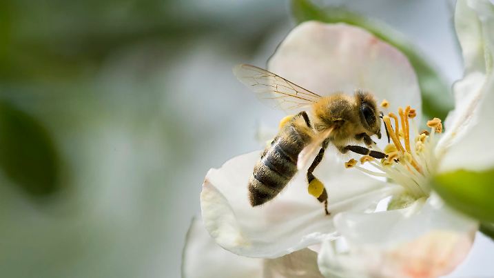 Bee, Animal, Honey Bee, Insect, Apple Blossom