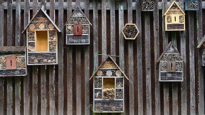 Various houses for insects hang on a wooden wall