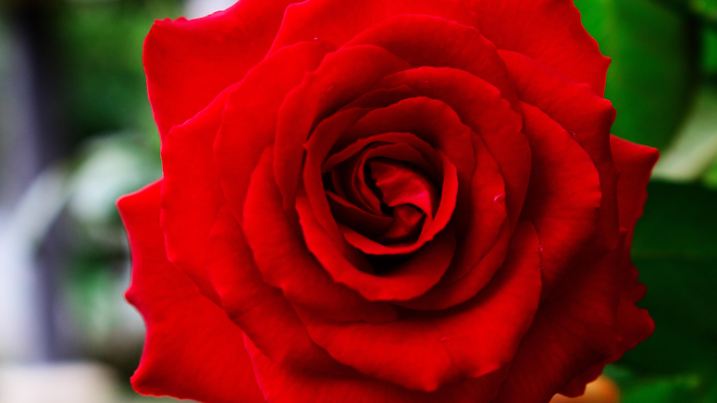 Top View of Full Bloom Red Rose in Bush in Garden