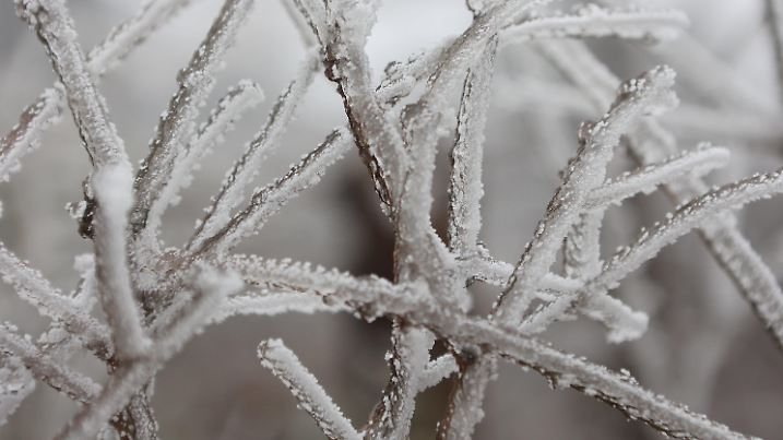 02.04.2023, Sachsen-Anhalt, Schierke: Mit Raureif überzogen sind die Zweige eines Strauches im Brockenwald. Polare Kaltluft hat den Winter in Deutschland wie hier im Harz auf dem Brocken zurückkehren lassen. Der Frost hat die feuchte Luft an Bäumen, Sträuchern und Gräsern gefrieren lassen. In den kommenden Tagen bleibt das Wetter unverändert. Erst zum Wochenende sollen die Temperaturen wieder steigen. Foto: Matthias Bein/dpa +++ dpa-Bildfunk +++