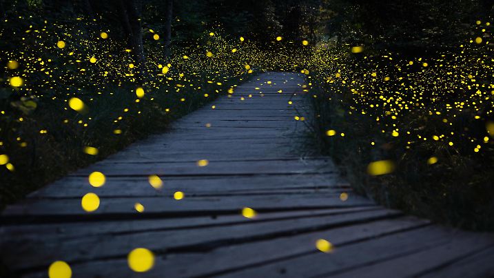 A summer night in a natural reserve in Switzerland