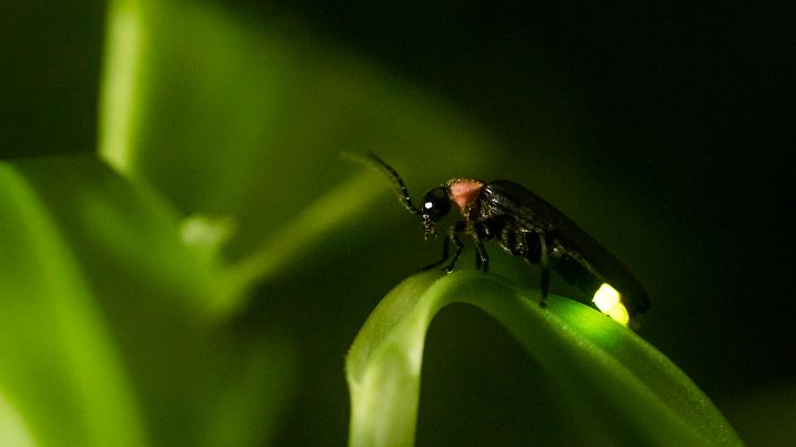 The glimmer of a firefly